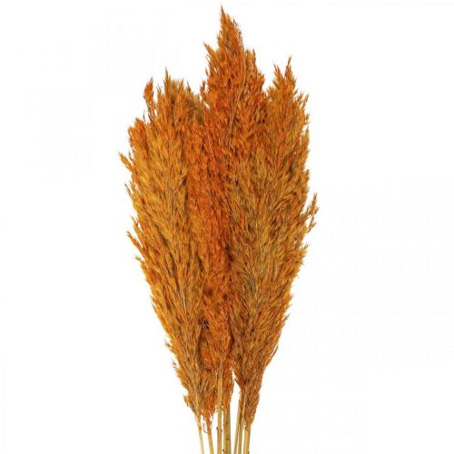Erba secca, carice, essiccata, erba decorativa, arancione, 70 cm, 10 pezzi
