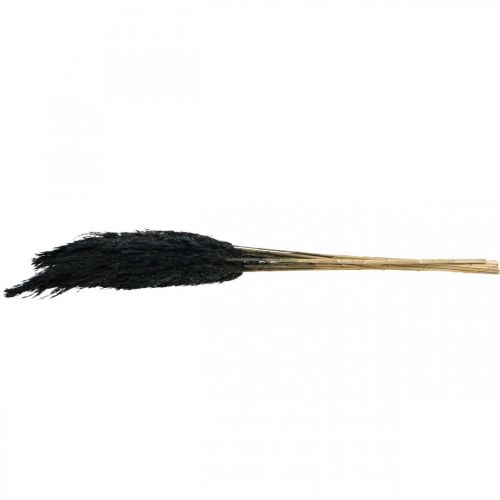 Prodotto Erba secca carice erba decorativa nera essiccata 70 cm 10 pezzi