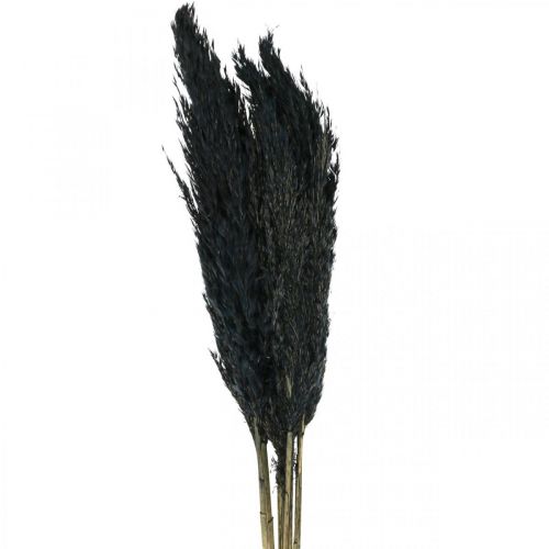 Carice di erba secca Erba decorativa nera essiccata 70 cm 10 pezzi