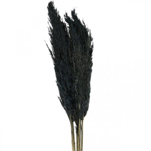 Prodotto Erba secca carice erba decorativa nera essiccata 70 cm 10 pezzi