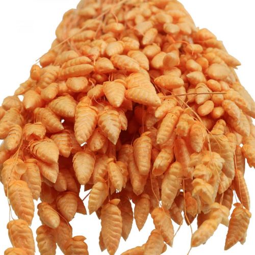 Floristik24 Bouquet secco di erba tremante Albicocca Briza erba ornamentale 55cm 50g