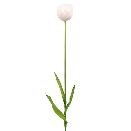 Floristik24 Tulipano bianco-rosa 86cm 3pz