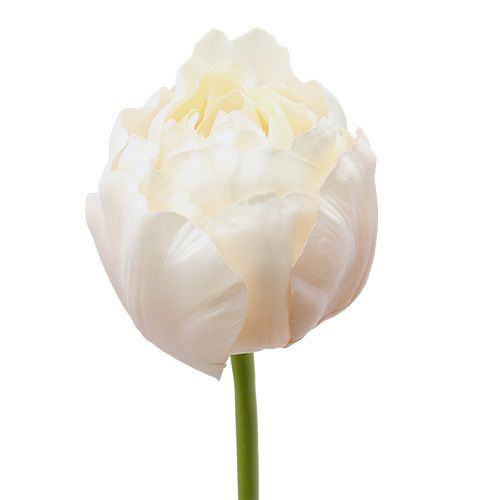 Floristik24 Tulipano bianco-rosa 86cm 3pz