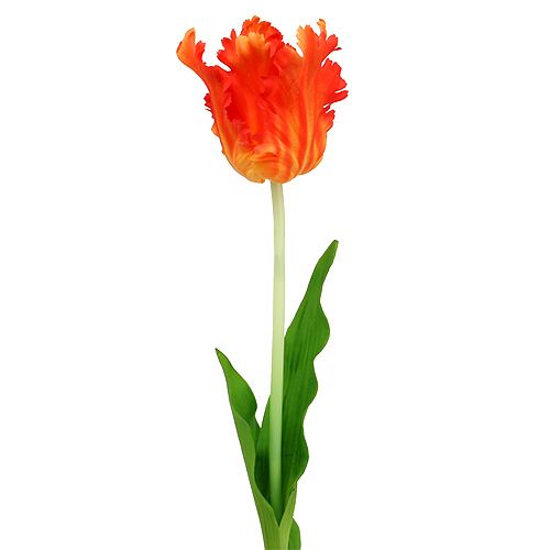 Floristik24 Tulipano arancione 70 cm