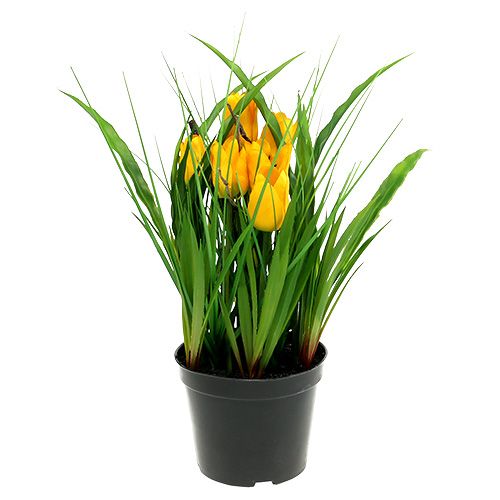 Floristik24 Tulipani in vaso giallo 30 cm