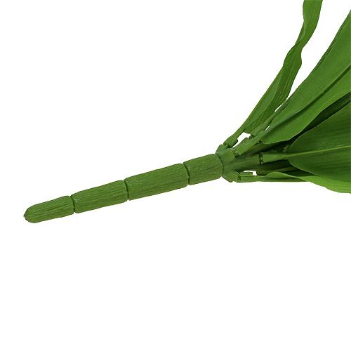 Floristik24 Cespuglio di tulipani bianco 30cm