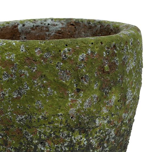 Floristik24 Fioriera con muschio Ø10cm H10,5cm 4 pezzi