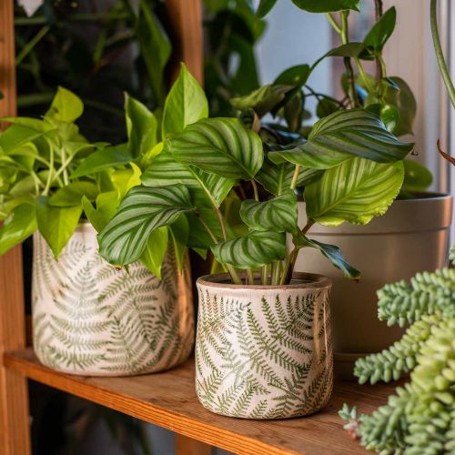 Floristik24 Fioriera in terracotta felce vaso per piante in ceramica Ø15/10,5 cm set di 2
