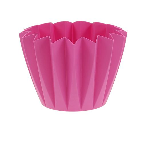 Floristik24 Rinvasare Adonis Azalea 14 cm 20 pz