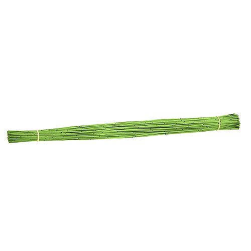 Floristik24 Canna Vlei 400g verde chiaro
