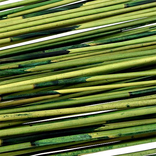 Floristik24 Vlei Reed 400g Verde scuro