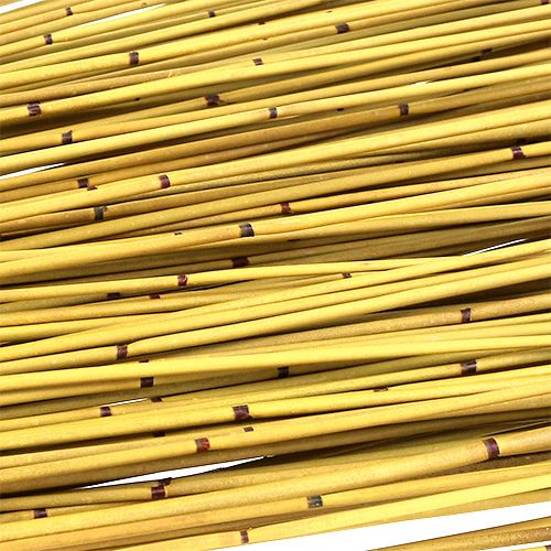 Floristik24 Canna Vlei 400g gialla