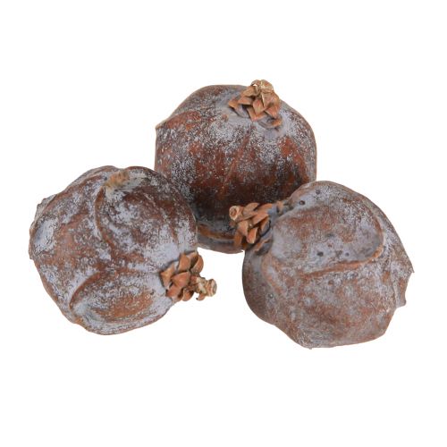 Floristik24 Coni di ginepro Ginepro siriano naturale Ø1,5–2,5 cm 1 kg