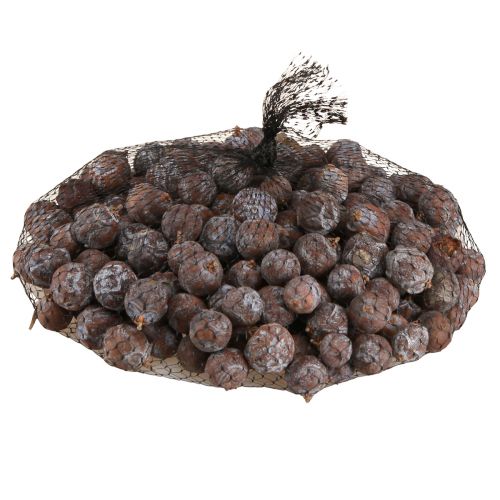 Floristik24 Coni di ginepro Ginepro siriano naturale Ø1,5–2,5 cm 1 kg