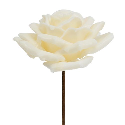 Floristik24 Cera rosa Ø10cm crema 6pz