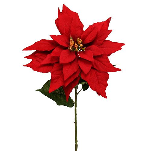 Floristik24 Stella di Natale rossa 57 cm 1p