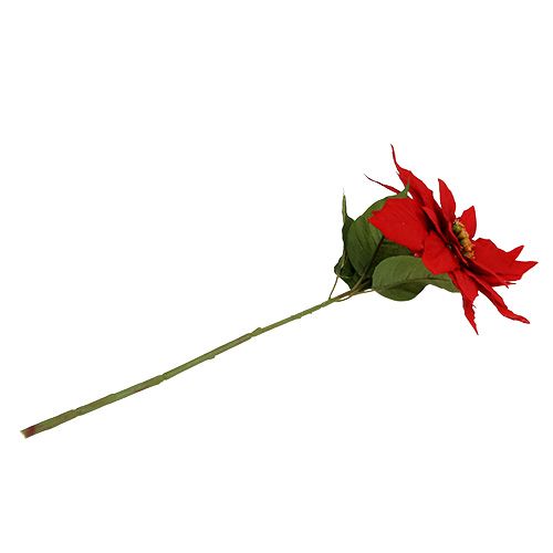 Floristik24 Stella di Natale rossa 57 cm 1p