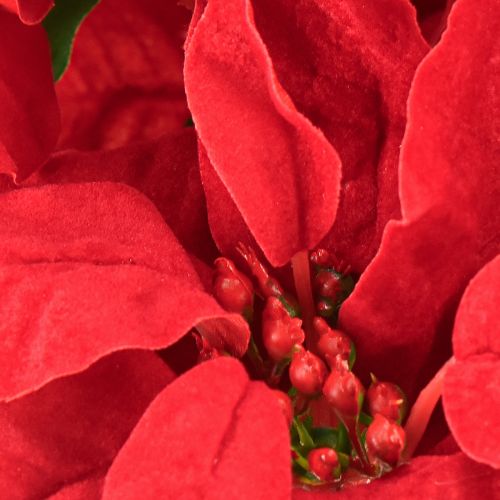 Prodotto Pianta artificiale Poinsettia rossa 5 fiori 40 cm