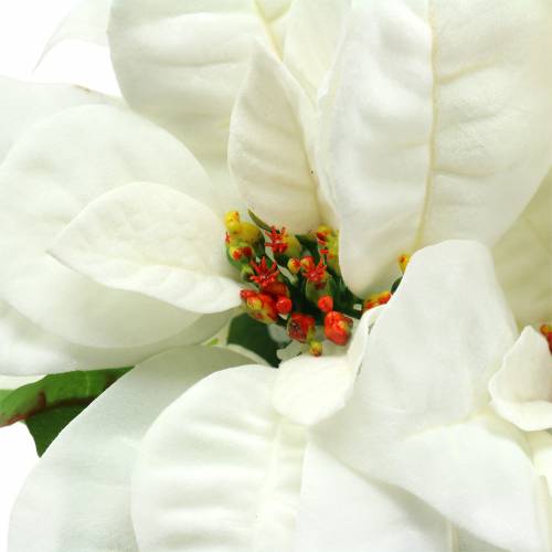 Prodotto Poinsettia Bouquet bianco 52cm