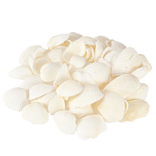Floristik24 Conchiglie bianche decorative vongole 2-3,5 cm 300 g × 2 pz
