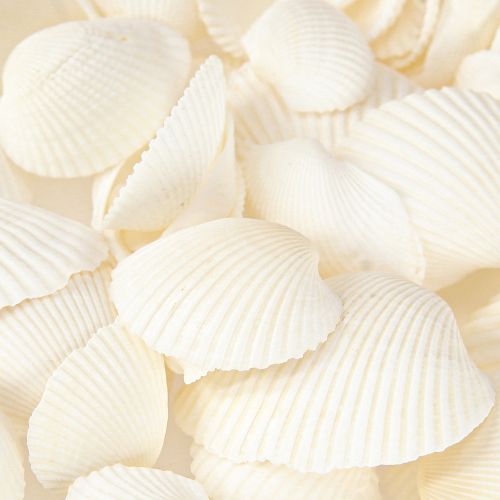 Floristik24 Conchiglie bianche decorative vongole 2-3,5 cm 300 g × 2 pz