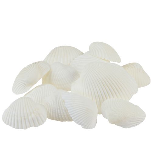 Floristik24 Conchiglie bianche decorative vongole bianco crema 2-3,5 cm 300 g