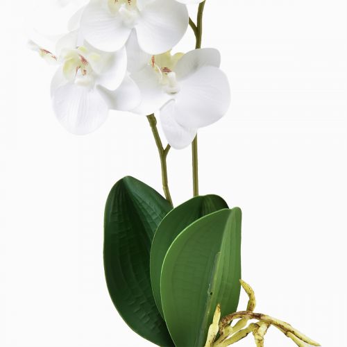 Prodotto Orchidea bianca su plettro Phalaenopsis artificiale Real Touch 39 cm