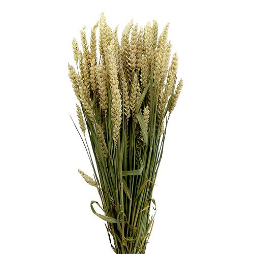 Prodotto Mazzo di grano grano deco naturale 1 mazzetto 150g