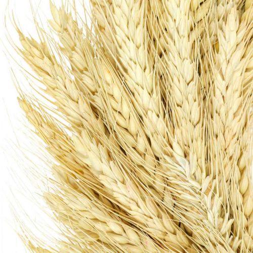 Floristik24 Corona naturale, corona di grano, corona di grano, corona di grano 37cm