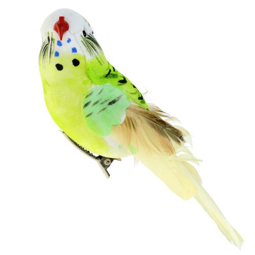 Floristik24 Budgie su clip verde 13 cm 6 pezzi