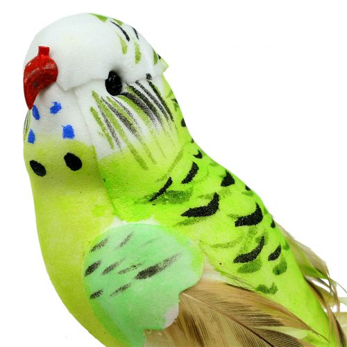 Floristik24 Budgie su clip verde 13 cm 6 pezzi