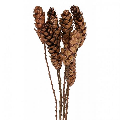 Pigne bianche pigne rame 70 cm Mazzo da 7 pz