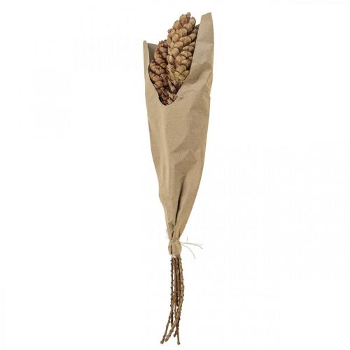 Floristik24 Pigne bianche pigne H70cm Mazzo da 7 pz