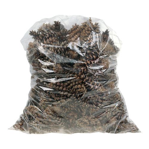 Floristik24 Spilla Weymouth natura 2,5 kg