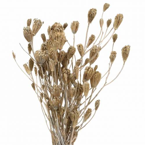 Floristik24 Mazzo di fiori di campo, achillea naturale, bianco lavato 30–60 cm 150 g