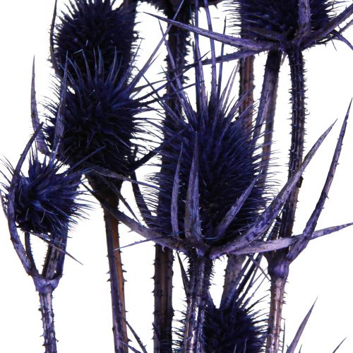 Prodotto Cardo selvatico Fiori secchi Cardo cardo viola 55 cm 10 teste