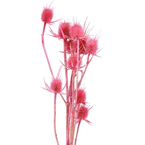 Prodotto Cardo selvatico decorazione a secco cardi di carta 53 cm 10 teste 3 pz