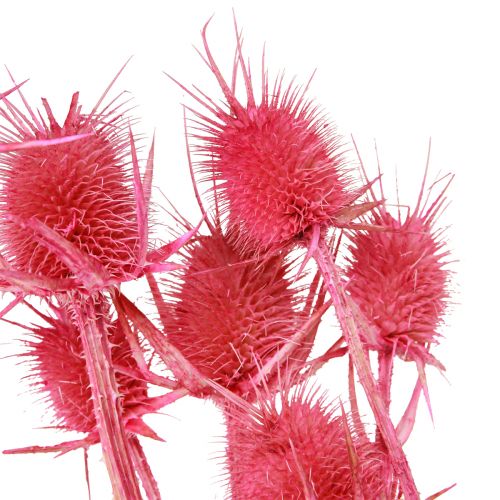 Prodotto Cardo selvatico decorazione a secco cardi di carta 53 cm 10 teste 3 pz