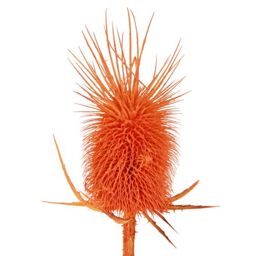 Prodotto Teste di cardo selvatico Dispacus tinto essiccato 3-6 cm 1 kg