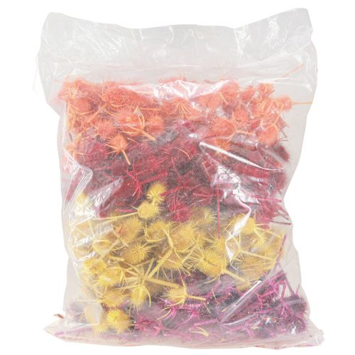 Prodotto Teste di cardo selvatico Dispacus tinto essiccato 3-6 cm 1 kg