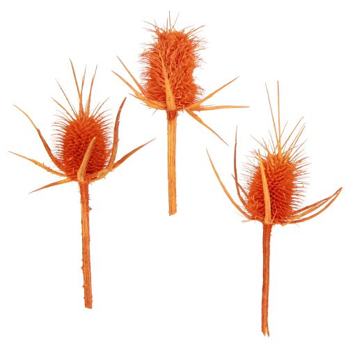 Prodotto Cardi selvatici Decorazione essiccata di cardo cardo arancione 1kg