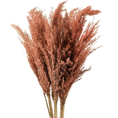 Floristik24 Wilde Reed Plume Reed Dry Decorazione Albicocca 75 cm 10 pz