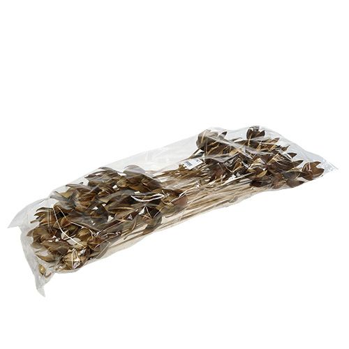 Prodotto Giglio selvatico su stelo colore naturale Ø6,5 cm L55 cm 45 pz