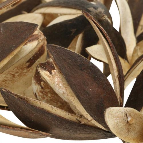 Prodotto Giglio selvatico decorazione naturale fiori secchi esotici 6-8 cm 50 pz