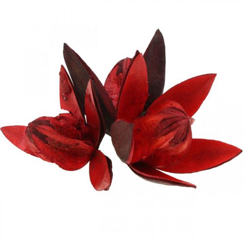 Giglio selvatico rosso decorazione naturale fiori secchi 6-8cm 50p