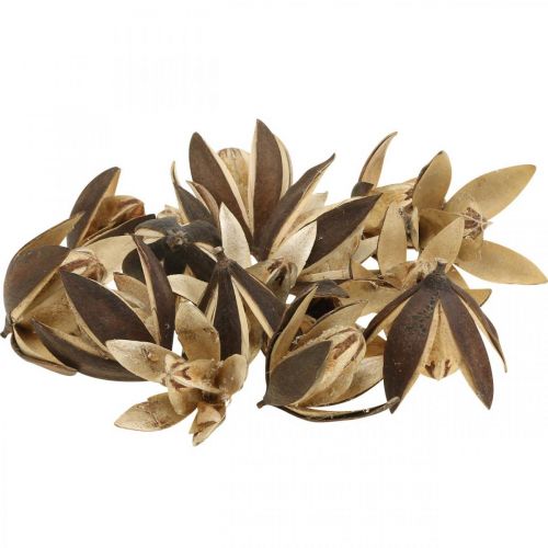 Prodotto Giglio selvatico decorazione naturale fiori secchi esotici 6-8 cm 50 pz