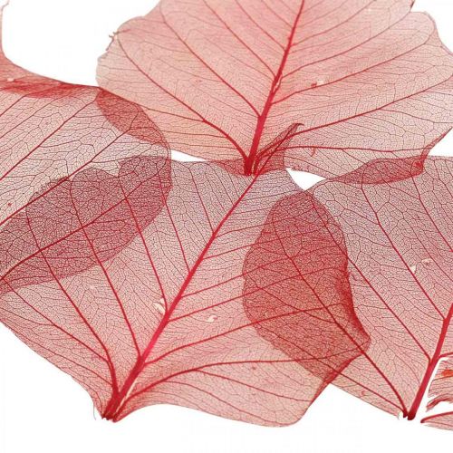Floristik24 Foglia di salice scheletrizzata rossa, scheletro di salice, foglia di velo 200 pz