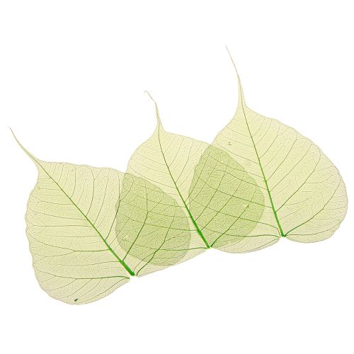Prodotto Foglie di salice scheletrizzate verdi naturali decorative 200 pezzi