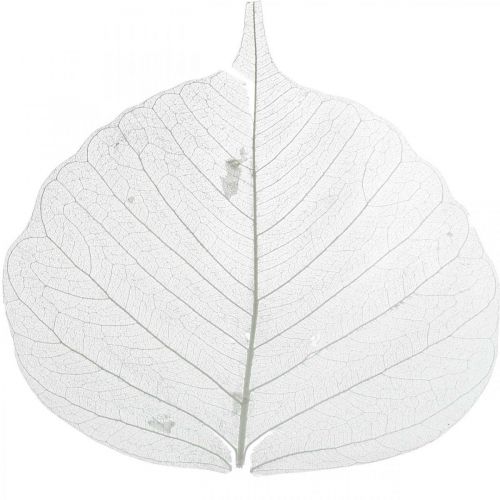 Prodotto Foglie scheletrate sbiancate Foglie di salice scheletrizzate 8-10cm 300 pz