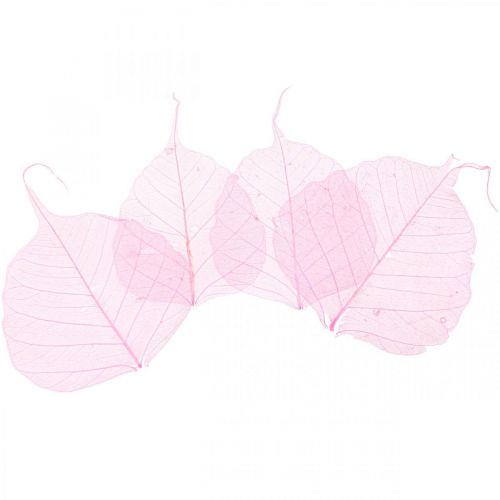 Floristik24 Foglie scheletriche Foglie di salice scheletrate rosa 5-9 cm 200 pz